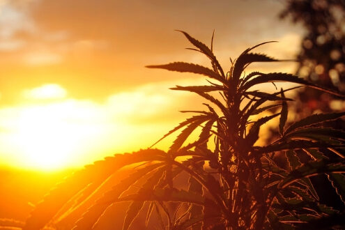 History of Hemp in US