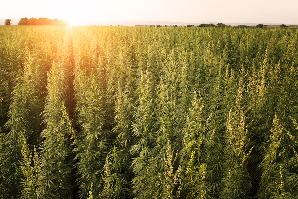 CBD Science and Education Blog, What is the difference between CBD and full spectrum CBD?, Does full spectrum CBD make you feel anything?, Will full spectrum CBD show up on a drug test?, Which form of CBD is most effective?, Is full spectrum CBD good for anxiety?, What is better for sleep, CBD or CBN?, Is full spectrum CBD better for inflammation?, Is full spectrum CBD legal in all states?, Can you drive after full spectrum CBD?, What is the most effective brand of CBD gummies?, Do employers care about CBD?, How long will CBD stay in your system?, Does CBD relieve pain?, Can I take full spectrum CBD before work?,