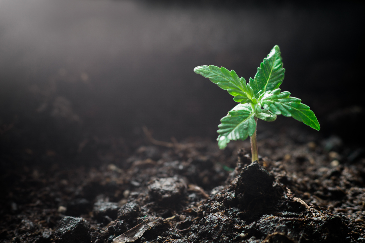 CBD Science and Education Blog