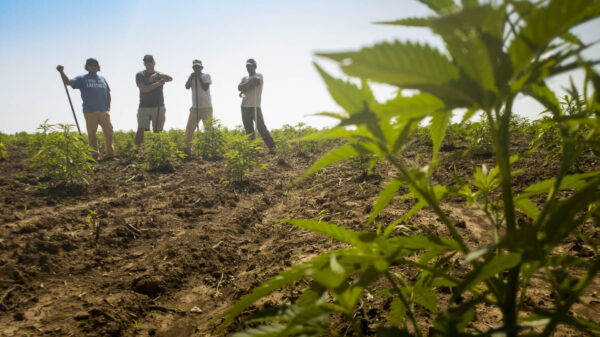 Hemp Supply Chain, What is hemp and why is it illegal?, What does hemp plant do?, What is hemp used for?, Is hemp a good crop to grow?, Is hemp and Marijuanas the same?, Is hemp considered a drug?, Is hemp legal in all 50 states?, Why do people smoke hemp?, Is hemp safer than CBD?, What is so special about hemp?, Is hemp healthy?, Why is hemp so cheap?, Why can't we grow hemp?, What is the most common use for hemp?, Is hemp federally legal to grow?,