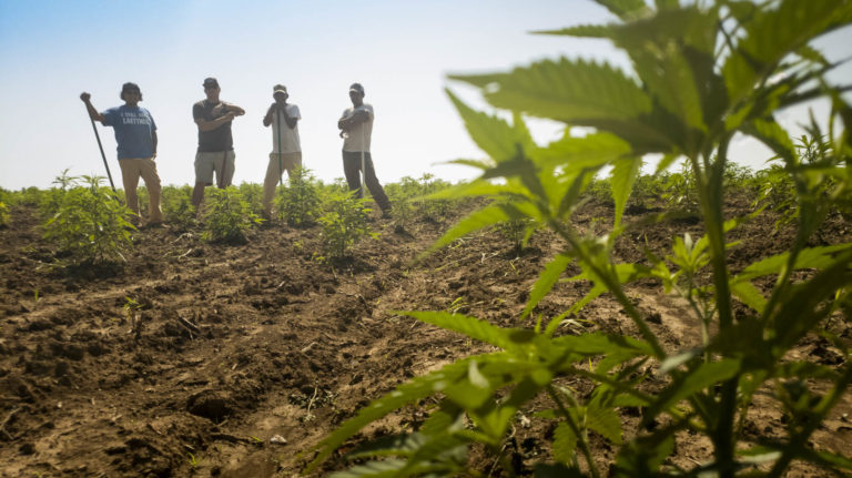 Hemp Supply Chain, What is hemp and why is it illegal?, What does hemp plant do?, What is hemp used for?, Is hemp a good crop to grow?, Is hemp and Marijuanas the same?, Is hemp considered a drug?, Is hemp legal in all 50 states?, Why do people smoke hemp?, Is hemp safer than CBD?, What is so special about hemp?, Is hemp healthy?, Why is hemp so cheap?, Why can't we grow hemp?, What is the most common use for hemp?, Is hemp federally legal to grow?,