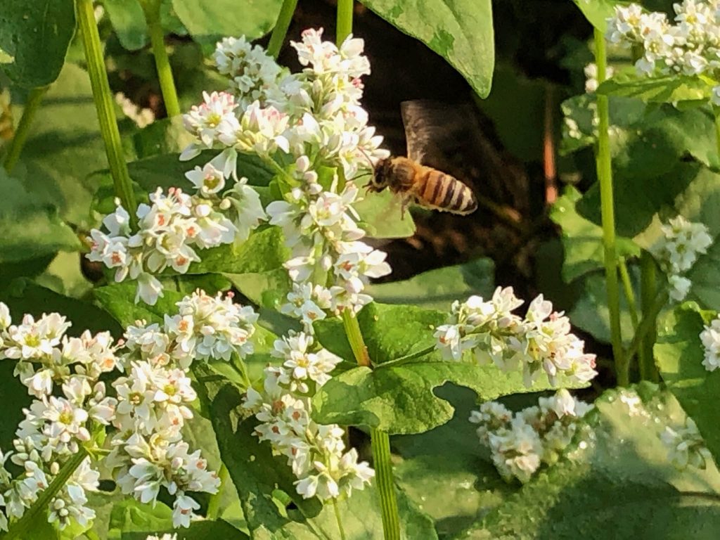 Mt. Folly Farm - Bee on Buckwheat