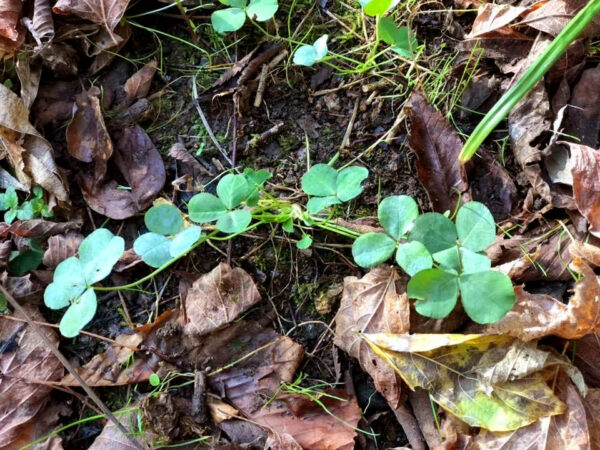 Mt. Folly Farm - Buffalo Clover