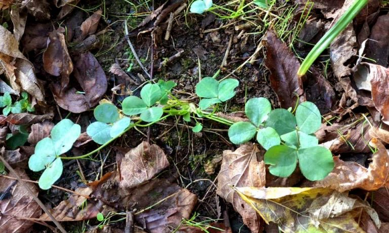Mt. Folly Farm - Buffalo Clover