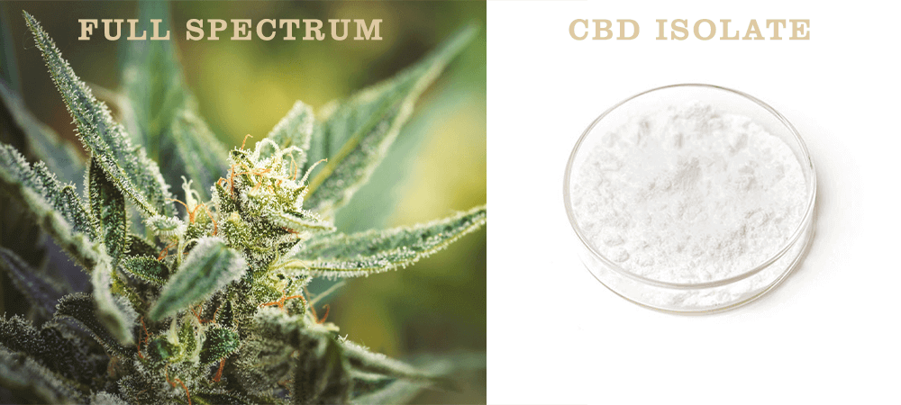 full spectrum cbd, CBD, cbd oil, Mt. Folly, Cannabis,