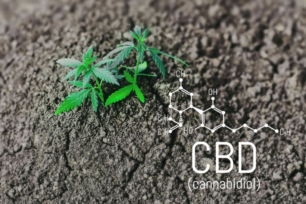 CBD cannabinoid cannabidiol