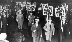 we want hemp 
