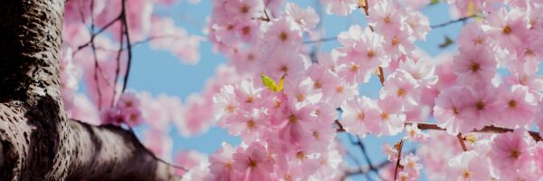 Spring Cherry Blossom