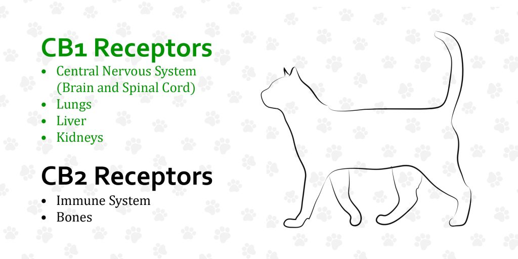 Is CBD actually good for cats?, What is the side effect of CBD in cats?, Do vets recommend CBD?, Can humans take cat CBD?, Can CBD calm an aggressive cat?, How much CBD does it take to calm a cat?, How long does CBD last in a cat?, How long does it take for CBD oil to kick in?, Will CBD help my cat's arthritis?, Does CBD oil go bad?, Does CBD help cats in heat?, Is coconut oil safe for cats?, 