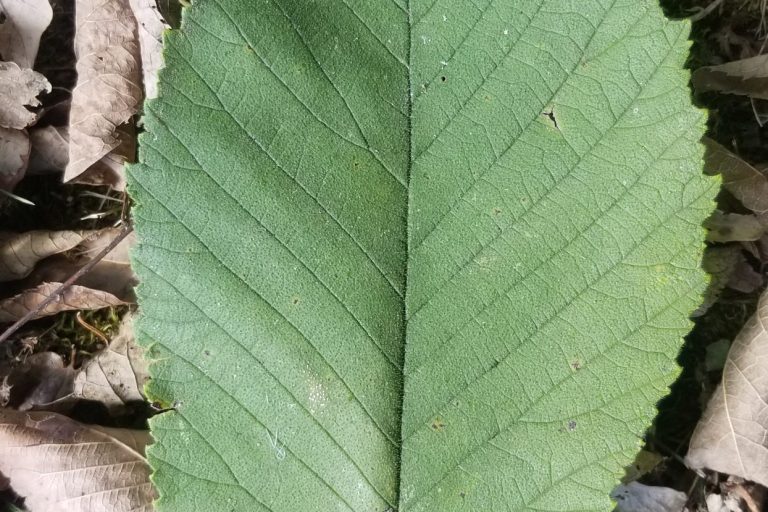 Slippery Elm