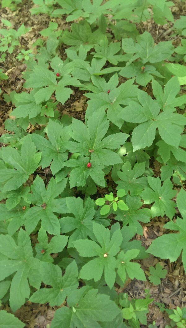 Goldenseal, Is complementary and alternative medicine holistic?, What are the natural alternative medicines for health?, What are 5 complementary and alternative medicine practices used today?, What is an example of a natural medicine?, What are natural therapies complementary and alternative medicine?, What are the disadvantages of holistic medicine?, What is the most powerful healing herb?, What is the most popular holistic therapy?, Do natural remedies actually work?, What are the best natural remedies?, What herbs should not be taken together?, What is holistic natural medicine?, Is holistic medicine safe?, What is the most popular form of alternative medicine?, What herbs are good instead of medicine?,