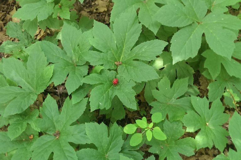 Goldenseal, Is complementary and alternative medicine holistic?, What are the natural alternative medicines for health?, What are 5 complementary and alternative medicine practices used today?, What is an example of a natural medicine?, What are natural therapies complementary and alternative medicine?, What are the disadvantages of holistic medicine?, What is the most powerful healing herb?, What is the most popular holistic therapy?, Do natural remedies actually work?, What are the best natural remedies?, What herbs should not be taken together?, What is holistic natural medicine?, Is holistic medicine safe?, What is the most popular form of alternative medicine?, What herbs are good instead of medicine?,