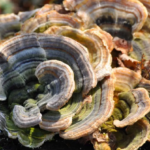 Turkey Tail, supplement benefits