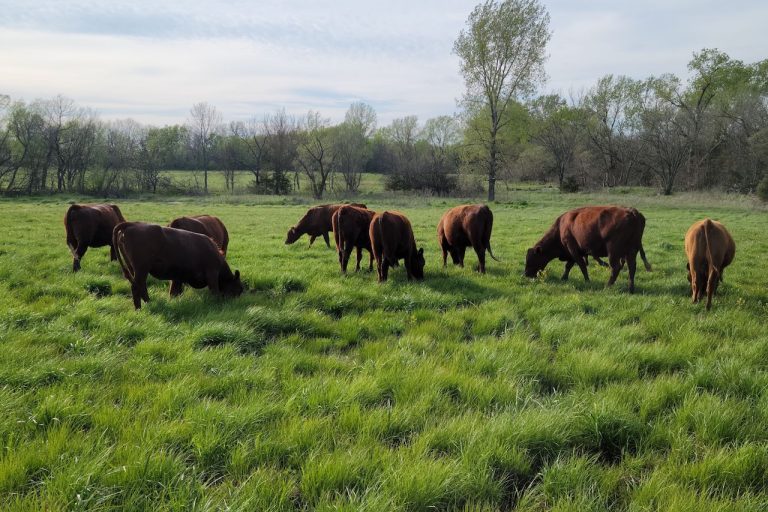 Why are people so against red meat?, What is the new study on red meat?, Why is red meat demonized?, How unhealthy is red meat?, What are the side effects of not eating red meat?, What is the new intolerance to red meat?, Does red meat stay in your system for 7 years?, Should I stop eating red meat?, Why are eggs so demonized?, Is bacon red meat?, What is it called when you just don't eat red meat?, What is the autoimmune disease in red meat?, Does eating red meat age you?, What happens to your stomach when you stop eating red meat?, What foods rot in the colon? Why do I feel better after eating red meat?, What happens to your skin when you stop eating meat?, Can I eat steak every day?,