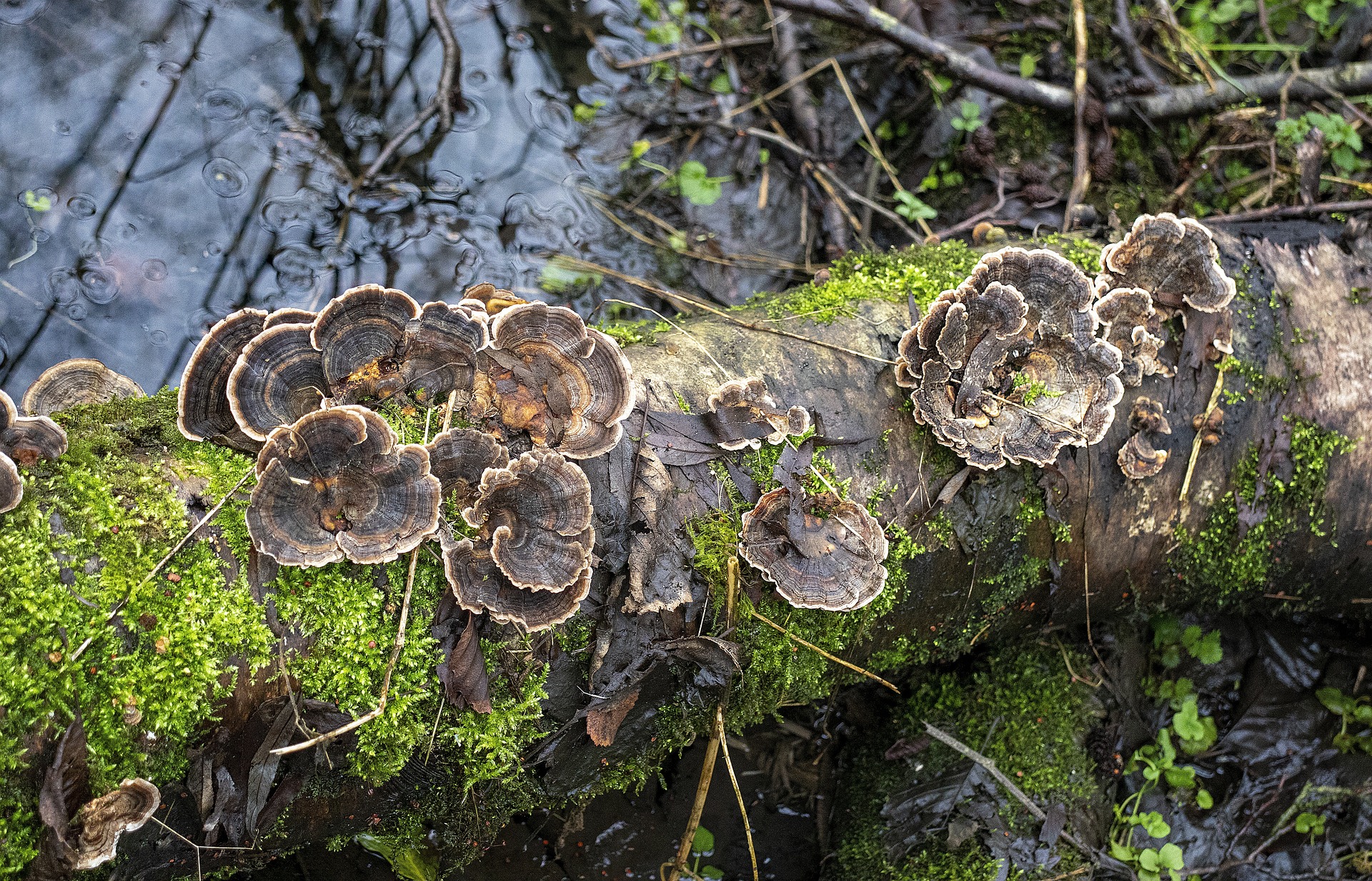 Turkey Tail, supplement benefits, Is there a poisonous mushroom that looks like turkey tail?, Is turkey tail a hallucinogenic?, What is the fungus that looks like a turkey tail?, What does a false turkey tail mushroom look like?, Is turkey tail mushroom safe for humans?, How does turkey tail mushroom make you feel?, Is turkey tail mushroom hard on the liver?, What is the most poisonous mushroom known?, How do you know which mushroom is poisonous?, What's another name for turkey tail mushroom?, Is turkey tail mushroom the same as Lion's Mane?, What is the orange mushroom that looks like a turkey tail?, How do you identify Trametes?, What does turkey tail mushroom taste like?, What is a false turkey tail mushroom?, How to prepare turkey tail mushroom?, What does turkey tail mushroom do to you?, Who should not take turkey tail mushroom?,
