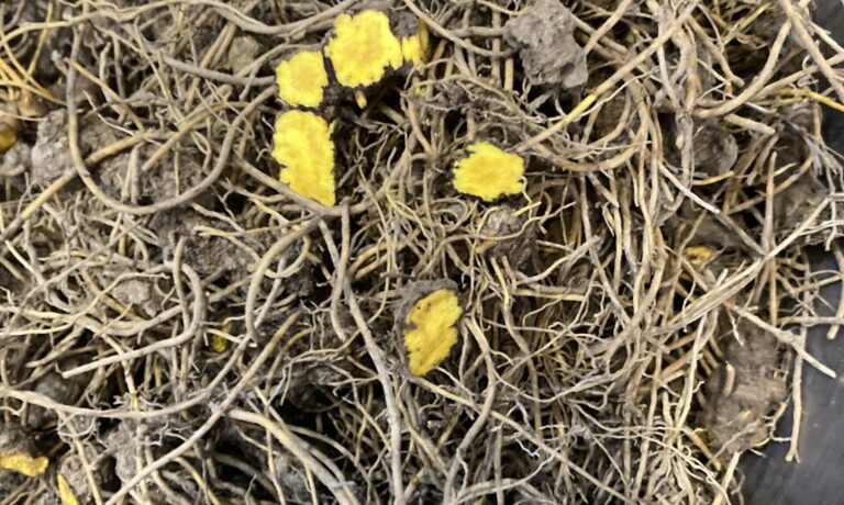 Yellow color indicates berberine in goldenseal