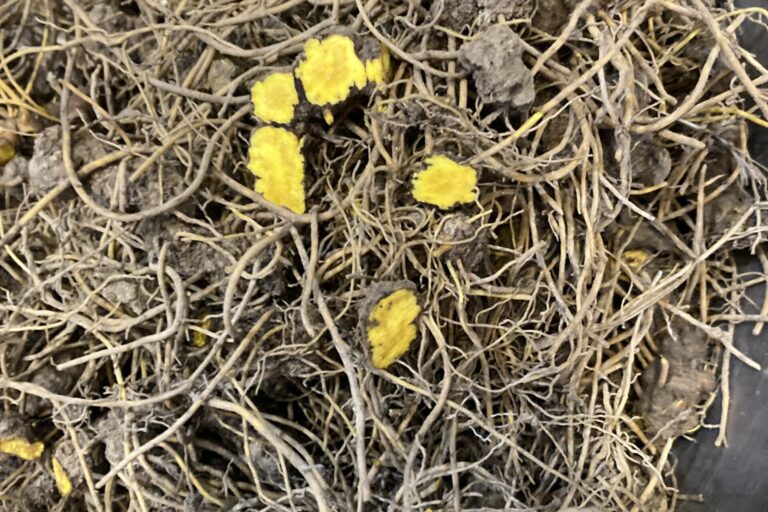 Yellow color indicates berberine in goldenseal