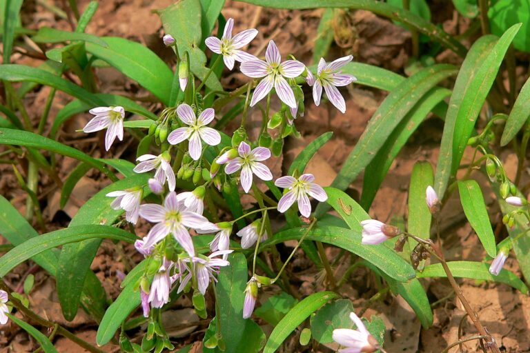 Is complementary and alternative medicine holistic?, What are the natural alternative medicines for health?, What are 5 complementary and alternative medicine practices used today?, What is an example of a natural medicine?, What are natural therapies complementary and alternative medicine?, What are the disadvantages of holistic medicine?, What is the most powerful healing herb?, What is the most popular holistic therapy?, Do natural remedies actually work?, What are the best natural remedies?, What herbs should not be taken together?, What is holistic natural medicine?, Is holistic medicine safe?, What is the most popular form of alternative medicine?, What herbs are good instead of medicine?,