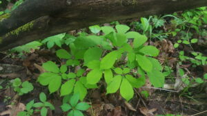 Ginseng on the forest floor