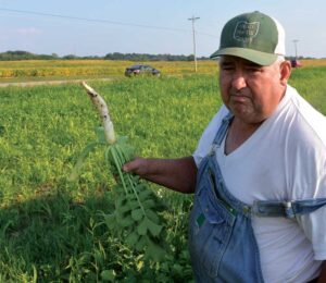 David Brandt, cover crop advocate, shows off a tillage radish