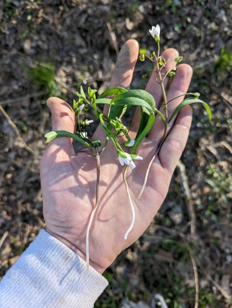 claytonia virginica - wild spring greens