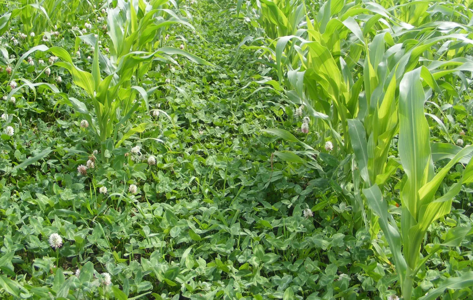 clover interseeded with corn