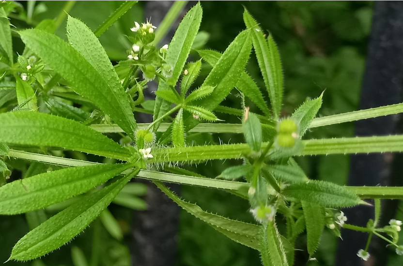 Cleavers, Galium aparine: cleanse, support, soothe inflamation