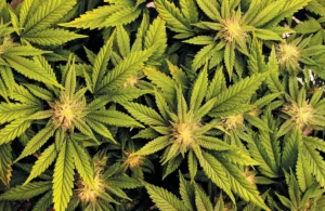 Marijuana, What is the difference between THC and CBD?, What is THC? What is CBD? What is Delta 8? What is Delta 9?, How does CBD and THC make you feel?, What are the effects of CBD vs THC?, What happens when you mix CBD with THC?, What do THC and CBD gummies do to you?, What does THC CBD do to the brain?, Does THC or CBD give you a body high?, Does CBD have any negative side effects?, What does an edible high feel like?, Is CBD addictive like THC?, Is CBD better than Viagra?, Will CBD show up on a drug test?, Is THC or CBD better for sleep?,
