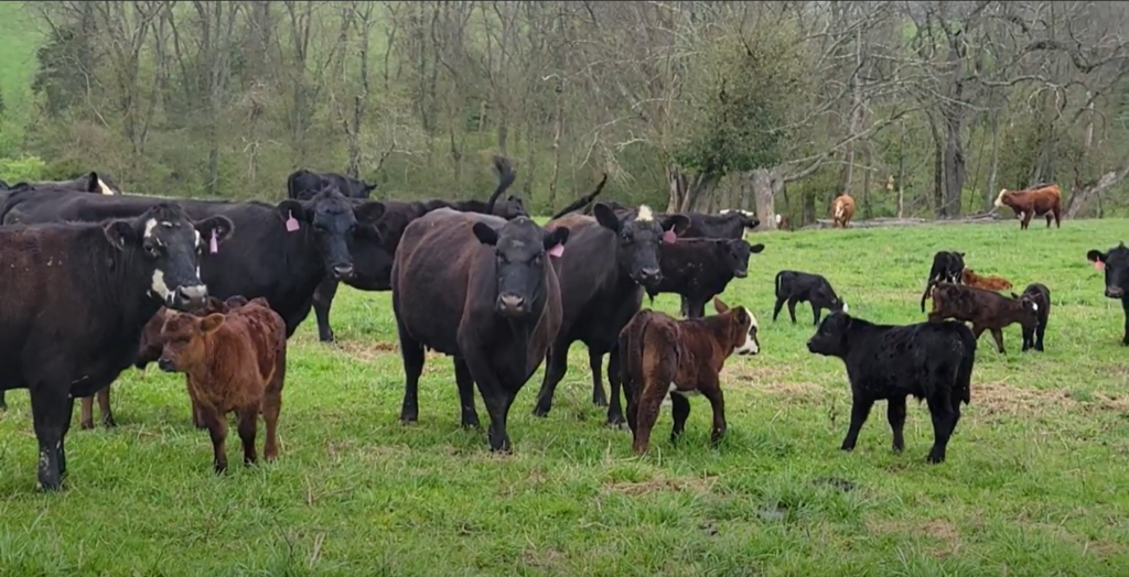 Mt. Folly Farm, Mt. Folly, Cattle, Beef, Regenerative Agriculture,