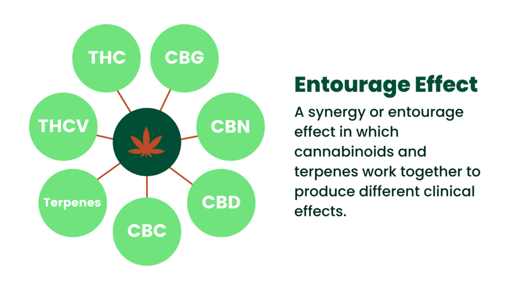 Entourage Effect, cbd, cbn,cbg,cbc, thcv, thc, terpenes,