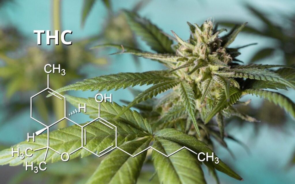 Entourage Effect, cbd, cbn,cbg,cbc, thcv, thc, terpenes,
