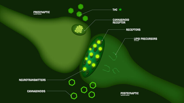 endocannabinoid system, how long does it take cbd to leave your system,