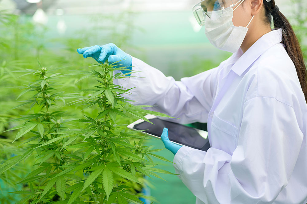 cannabis studies, plant sciences, agricultural business opportunities, agricultural business ventures, how to start in cannabis business, sciences behind cannabis, science of the cannabis industry, MBA, BA cannabis studies, cannabis business studies, Entrepreneurship,