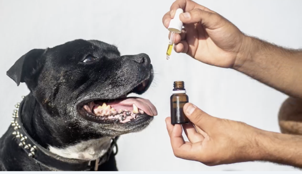 cbd oil for pets, cbd oil for dogs, is cbd oil safe for pets, is cbd oil safe for dogs,