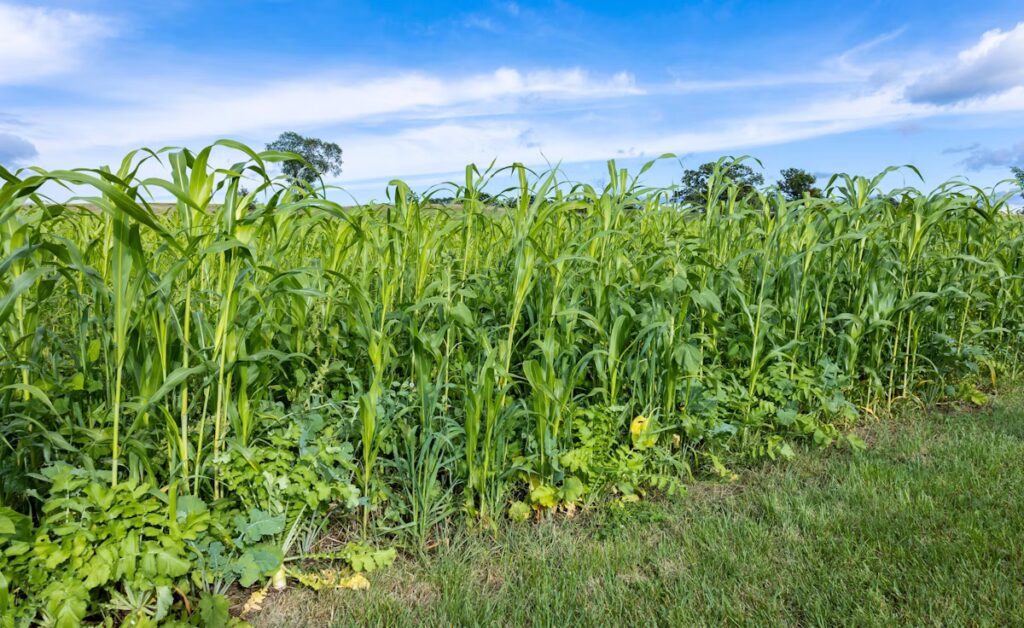 cover crops, What is the cover crop?, What are examples of cover crops?, Are cover crops sustainable?, What are the pros and cons of cover crops?, What is the best cover crop for a vegetable garden?, Is mulch a cover crop?, Can you eat cover crops?, Is Grass a good cover crop?, Why don t farmers use cover crops?, Are cover crops meant to be harvested?, Do animals eat cover crops?, Do you mow cover crops?, Why do farmers plant mustard?, What are the best cover crops for no-till?,