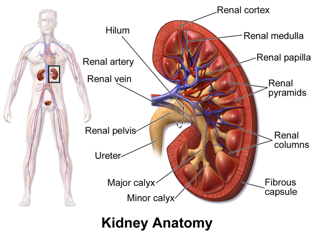 How can I rebuild my kidney function?, What are two drugs not to be used in kidney disease?, Are edibles hard on the kidneys?, Are there negative side effects to taking CBD?, What damages the kidneys the most?, What is the best drink for kidney repair?, Can kidney function go back to normal?, What is hard on the kidneys?, What not to drink when kidneys hurt?, What does it feel like when your kidneys are struggling?, What is the number one food for kidneys?, What's the worst thing for your kidneys?, Is drinking water at night bad for the kidneys?, What are the three early warning signs of a kidney?,