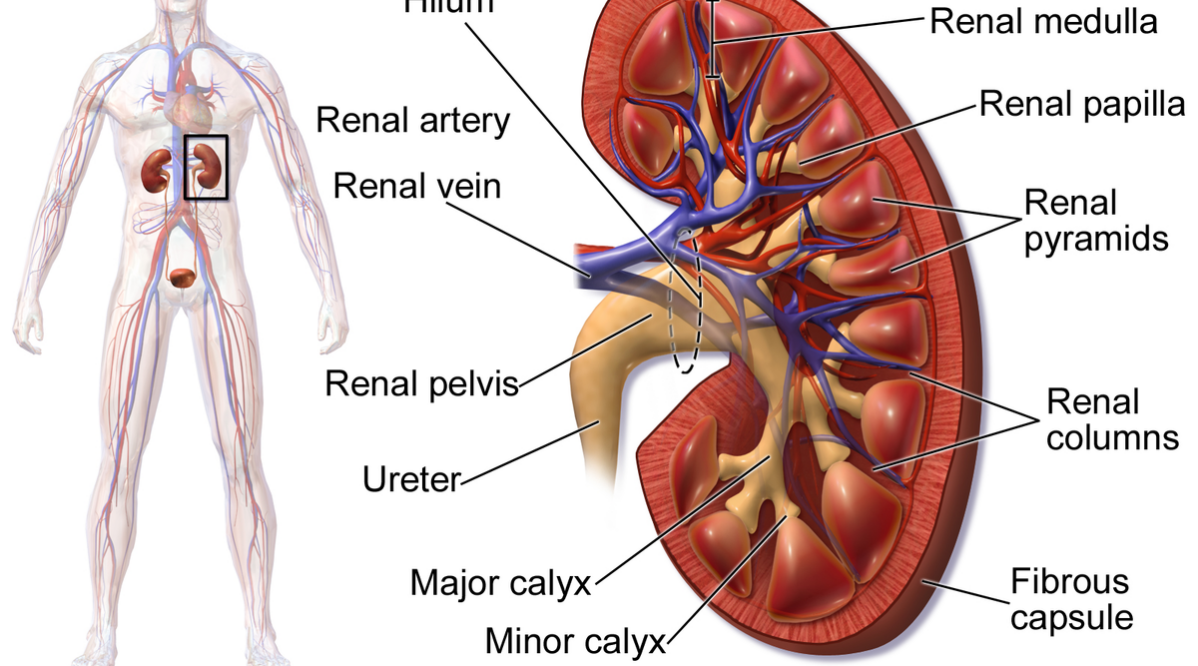 How can I rebuild my kidney function?, What are two drugs not to be used in kidney disease?, Are edibles hard on the kidneys?, Are there negative side effects to taking CBD?, What damages the kidneys the most?, What is the best drink for kidney repair?, Can kidney function go back to normal?, What is hard on the kidneys?, What not to drink when kidneys hurt?, What does it feel like when your kidneys are struggling?, What is the number one food for kidneys?, What's the worst thing for your kidneys?, Is drinking water at night bad for the kidneys?, What are the three early warning signs of a kidney?,